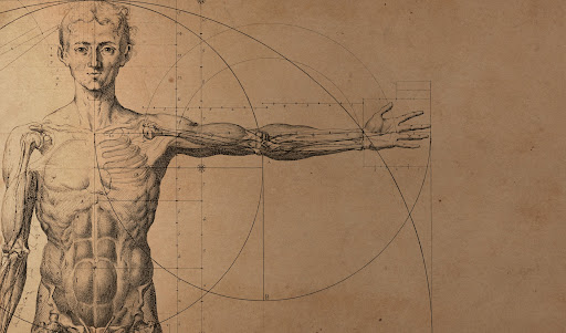 anatomie