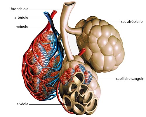 pathologies vasculaires pulmonaires