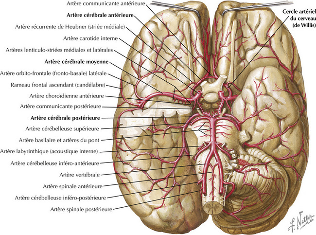 vascularisation cérébrale