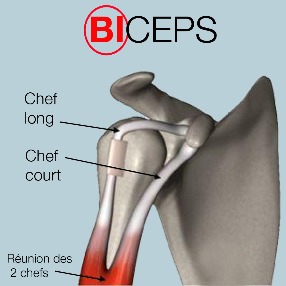 tendons biceps