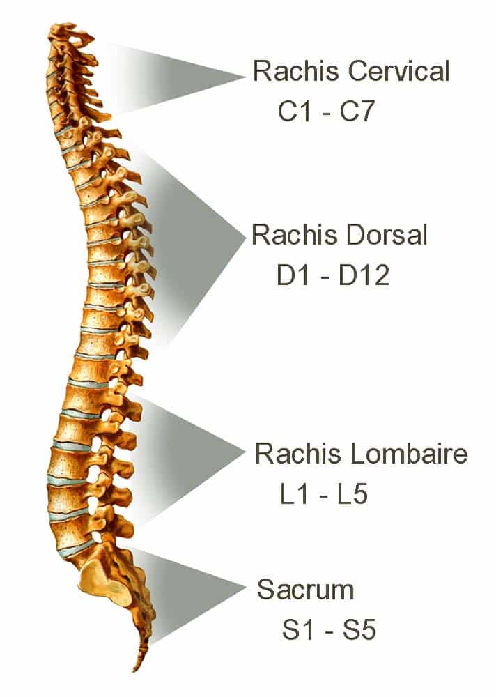 rachis
