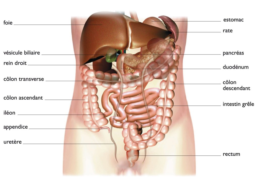 abdomen