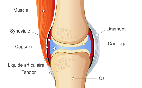 articulation