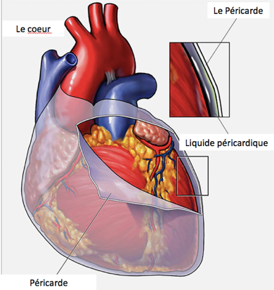 péricarde cardiaque