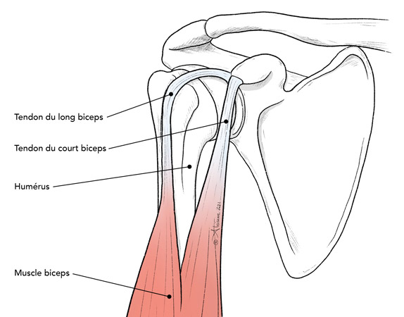 long biceps