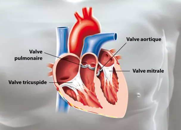 valves cardiaques 