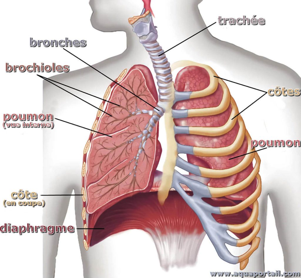 thorax/poumons