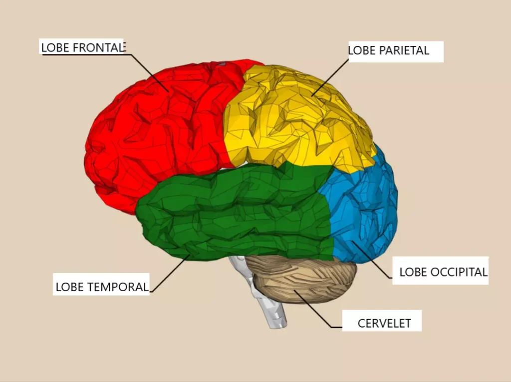 cerveau