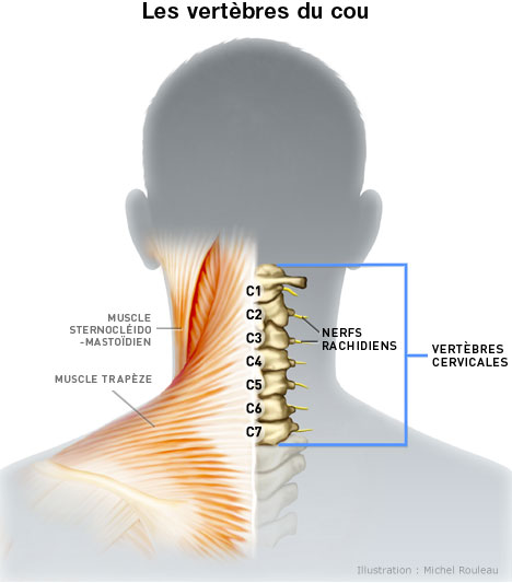 cervicales