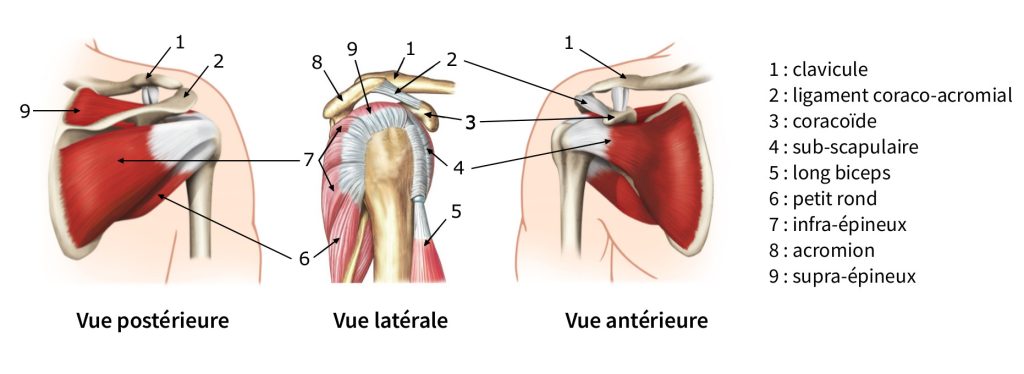 anatomie épaule