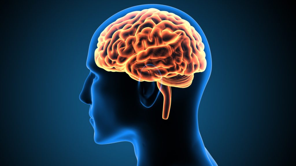 cerveau