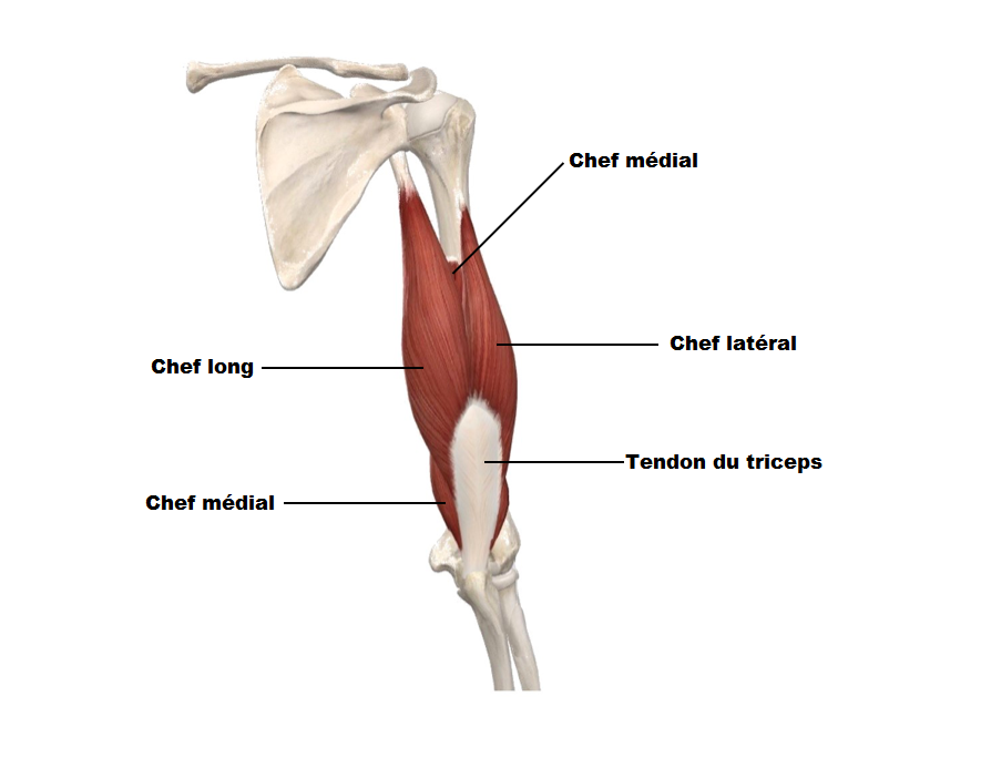 tricpes brachial