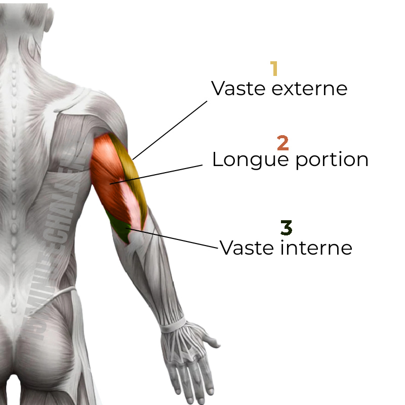 triceps brachial