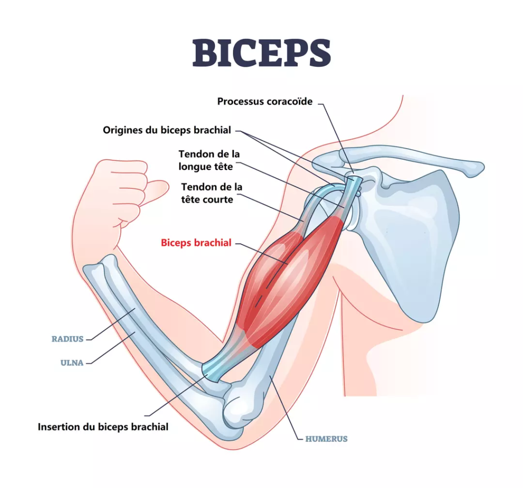 biceps brachial