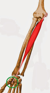 Fléchisseur radial du carpe