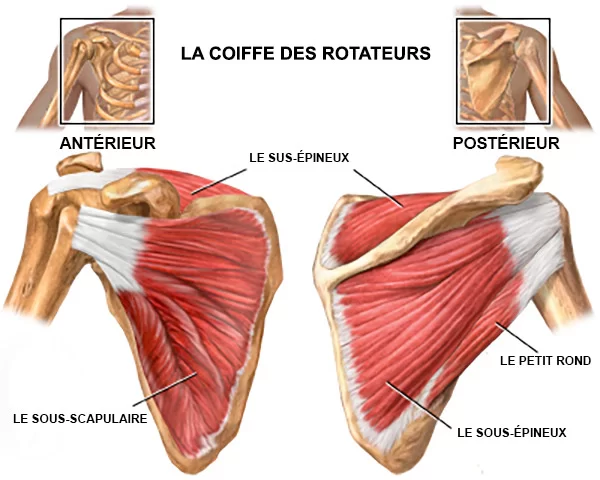Anatomie de la coiffe des rotateurs