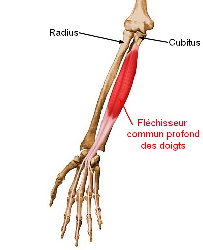 Fléchisseur commun profond des doigts