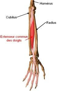 extenseur des doigts