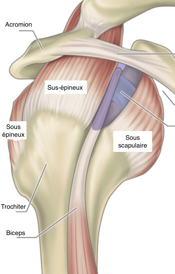 anatomie de la coiffe des rotateurs