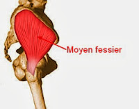 muscle moyen fessier
