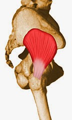 anatomie du muscle petit fessier