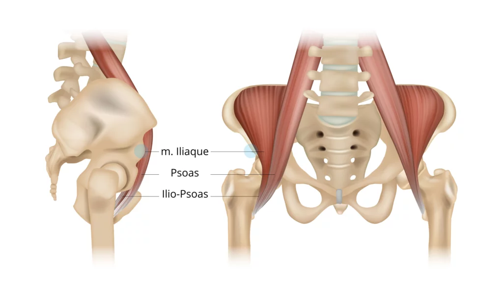 Anatomie du muscle ilio-psoas