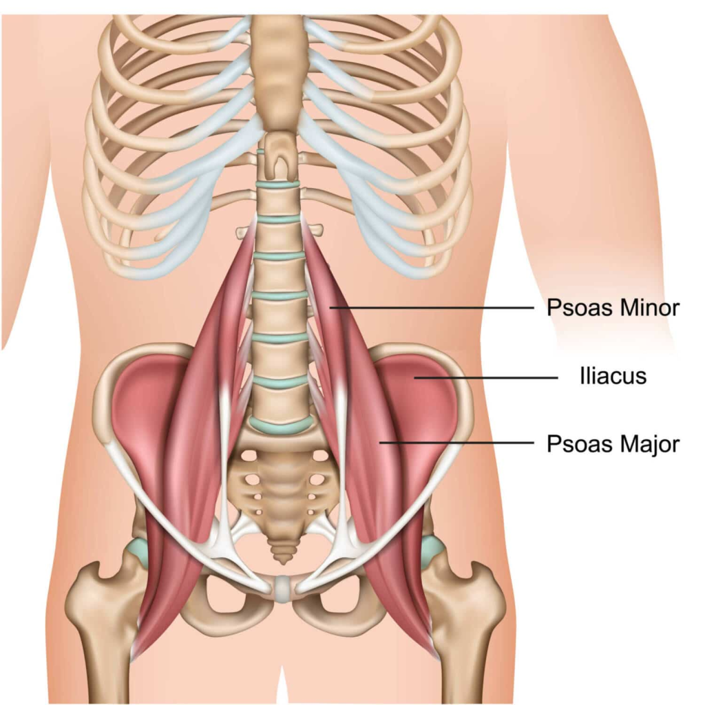 Anatomie du muscle ilio-psoas