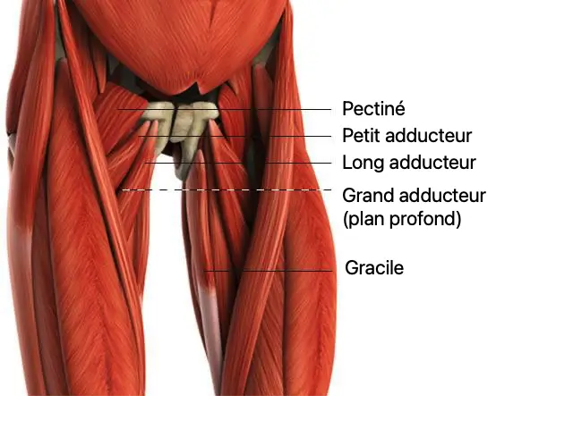 Anatomie des adducteurs de la hanche 