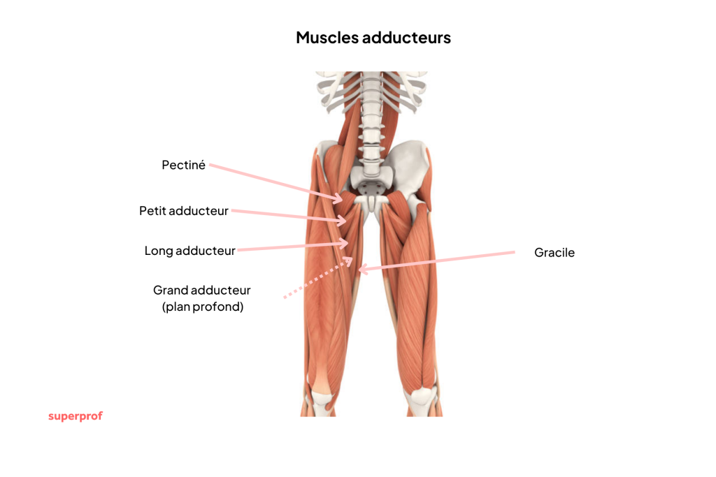 Anatomie des adducteurs de la cuisse 