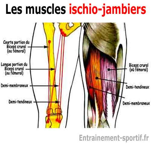 Anatomie des muscles ischio-jambiers
