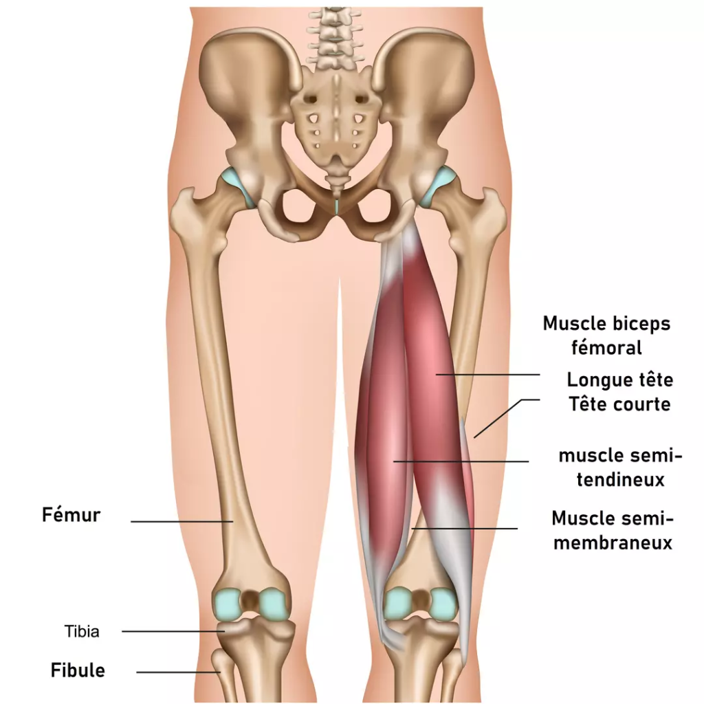 Anatomie des muscles ischio-jambiers