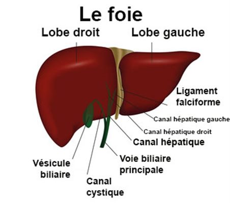 le foie