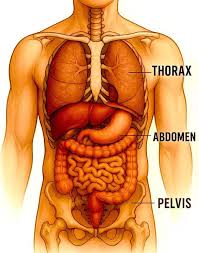 abdomen
