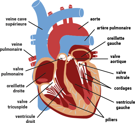 anatomie coeur