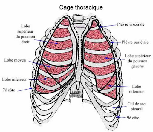 cage thoracique