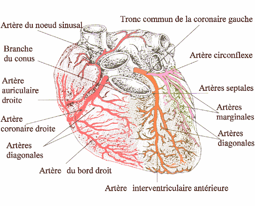 vascularisation cardiaque
