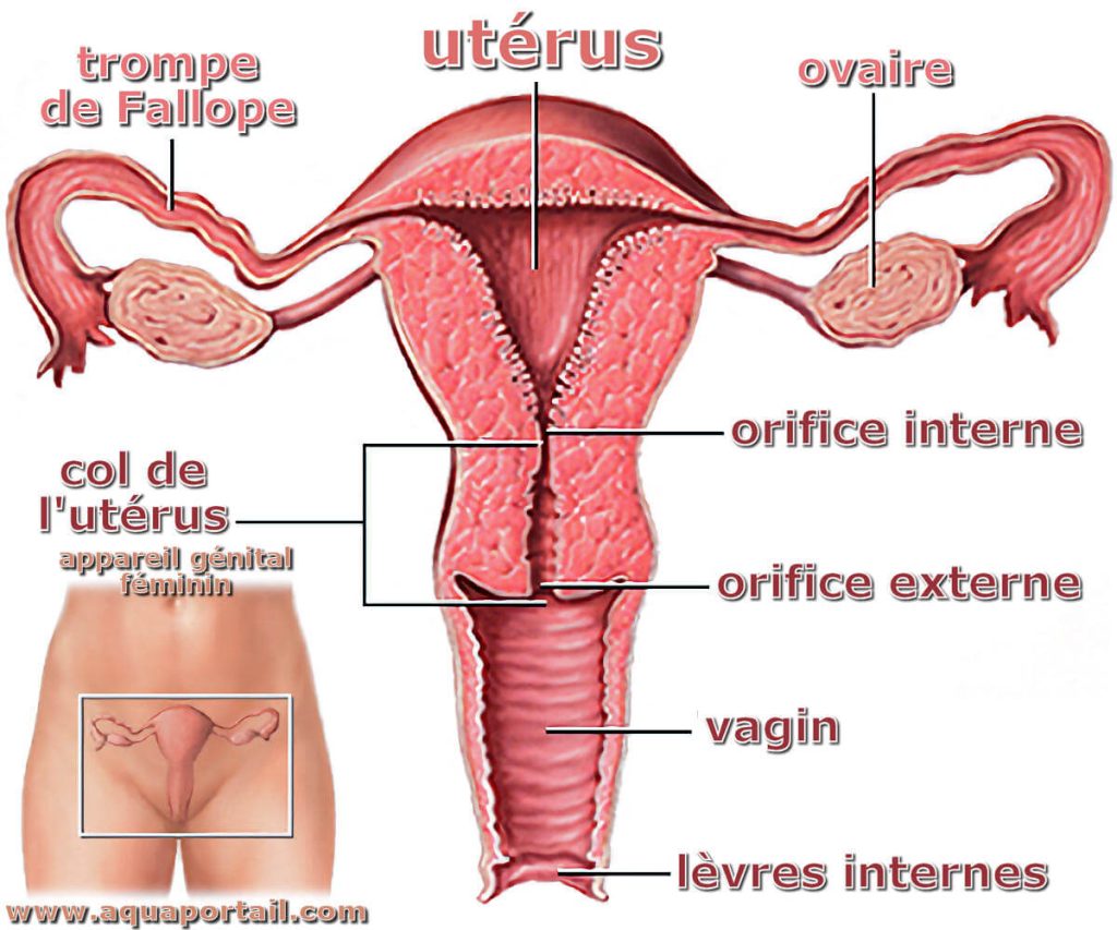 utérus