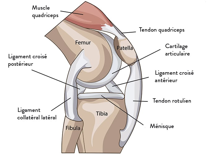 Anatomie du genou 