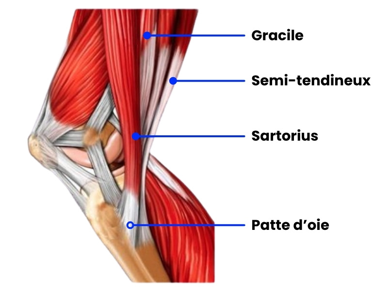 Anatomie de la patte d'oie 