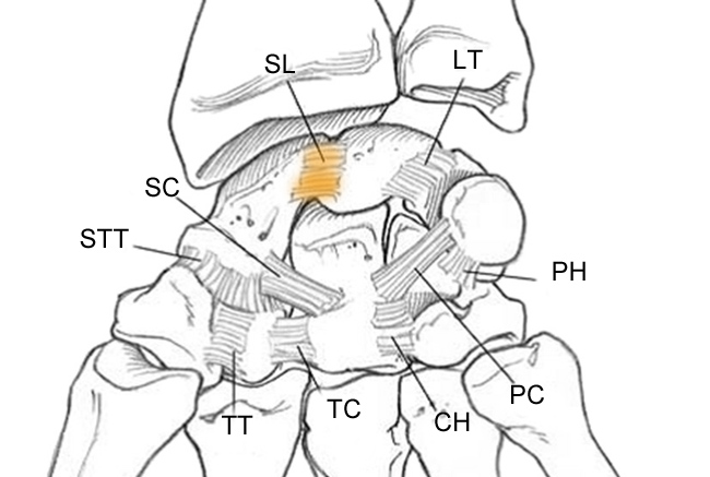 Anatomie poignet