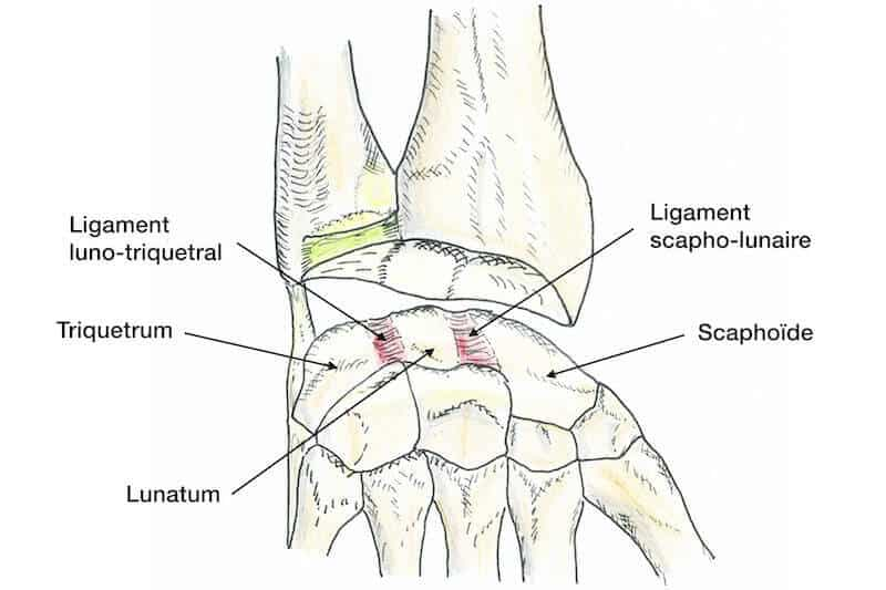 Anatomie poignet
