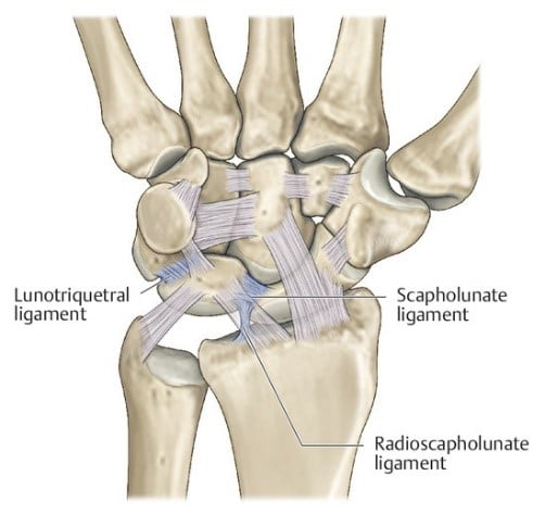 Anatomie poignet 