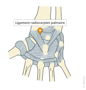 Anatomie du poignet
