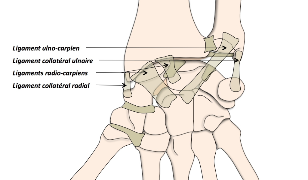 Anatomie poignet