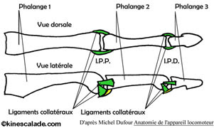 Anatomie doigts ligaments collatéraux 