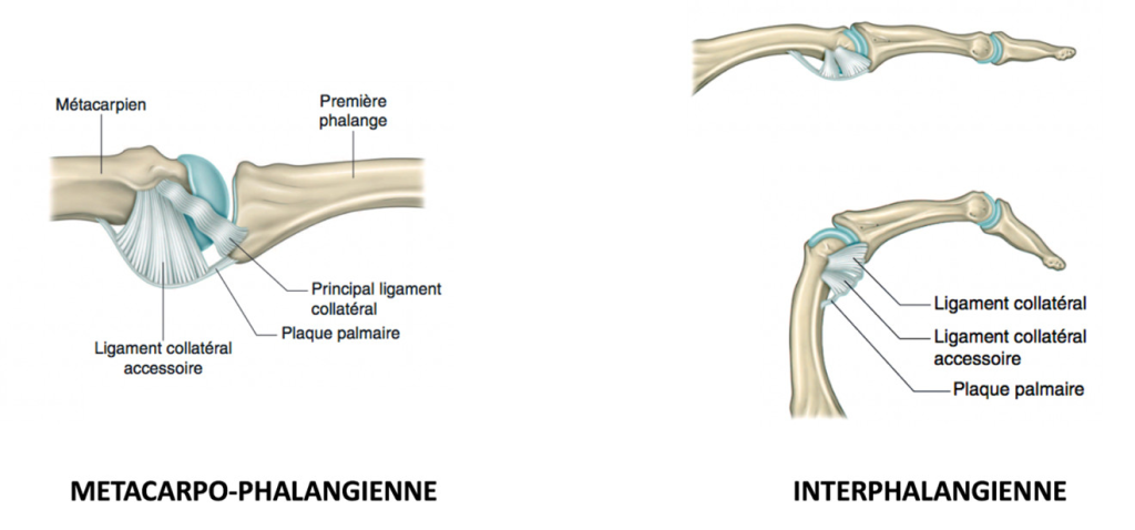 Anatomie ligaments collatéraux doigts