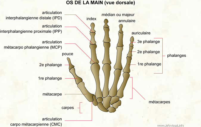 anatomie articulaire de la main 