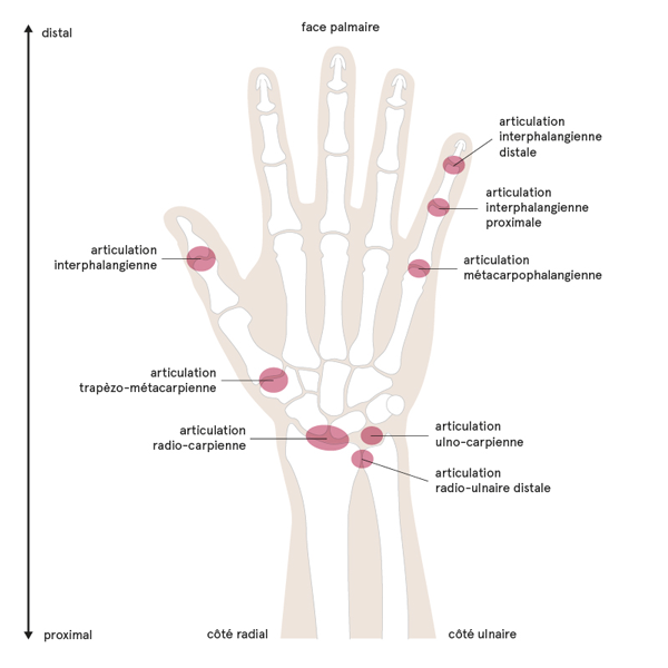 Anatomie articulaire de la main 