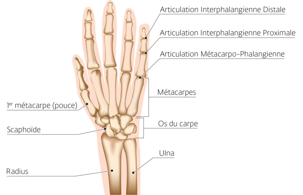 Anatomie articulaire de la main 
