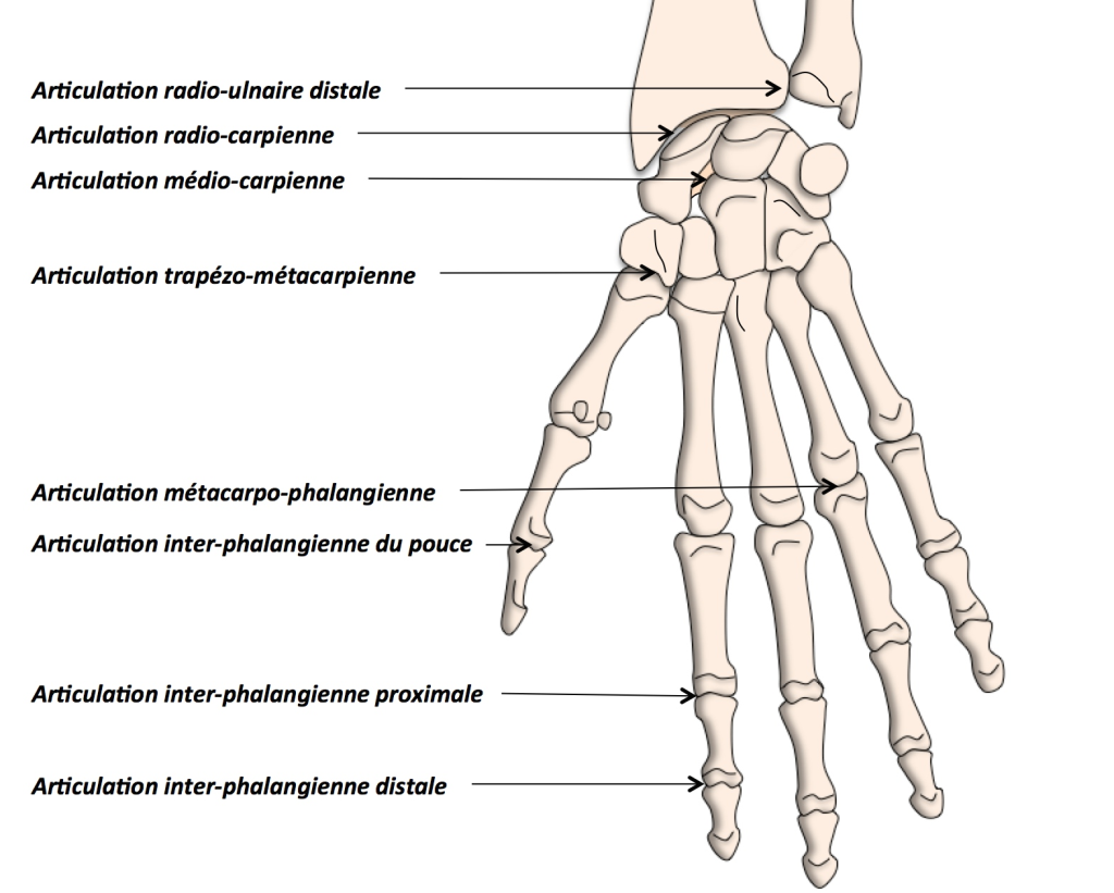 Anatomie articulaire de la main 